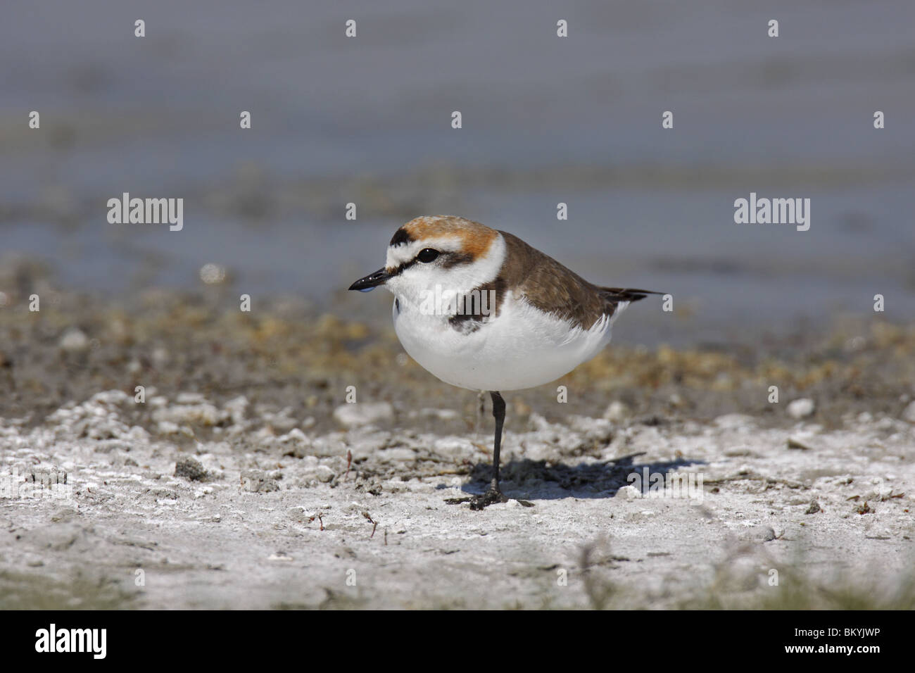 Seeregenpfeifer Charadrius Alexandrinus Seeregenpfeifer Stockfoto