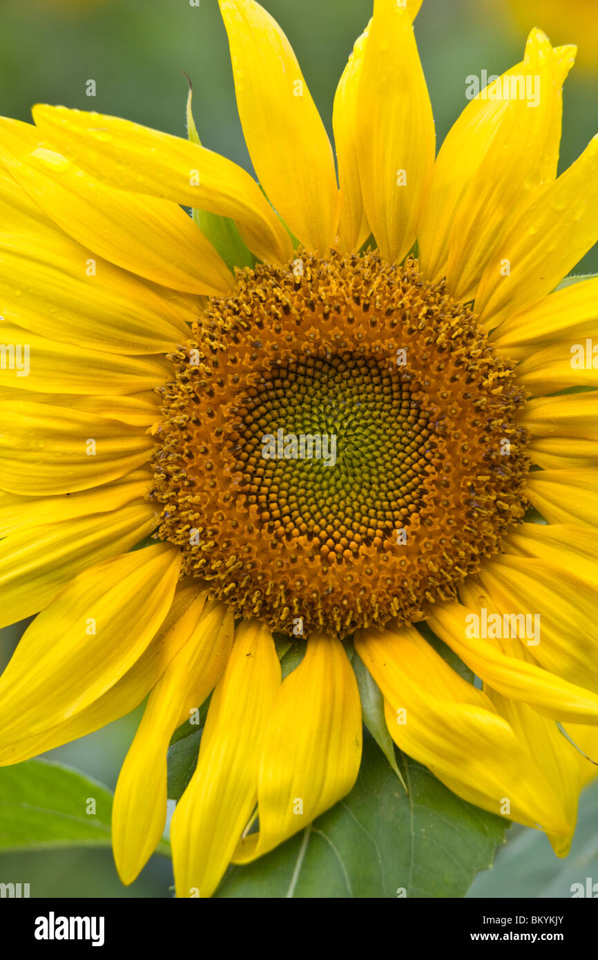 Green River Wildlife Area, Lee County, IL einzelne Sonnenblume Kopf detail Stockfoto