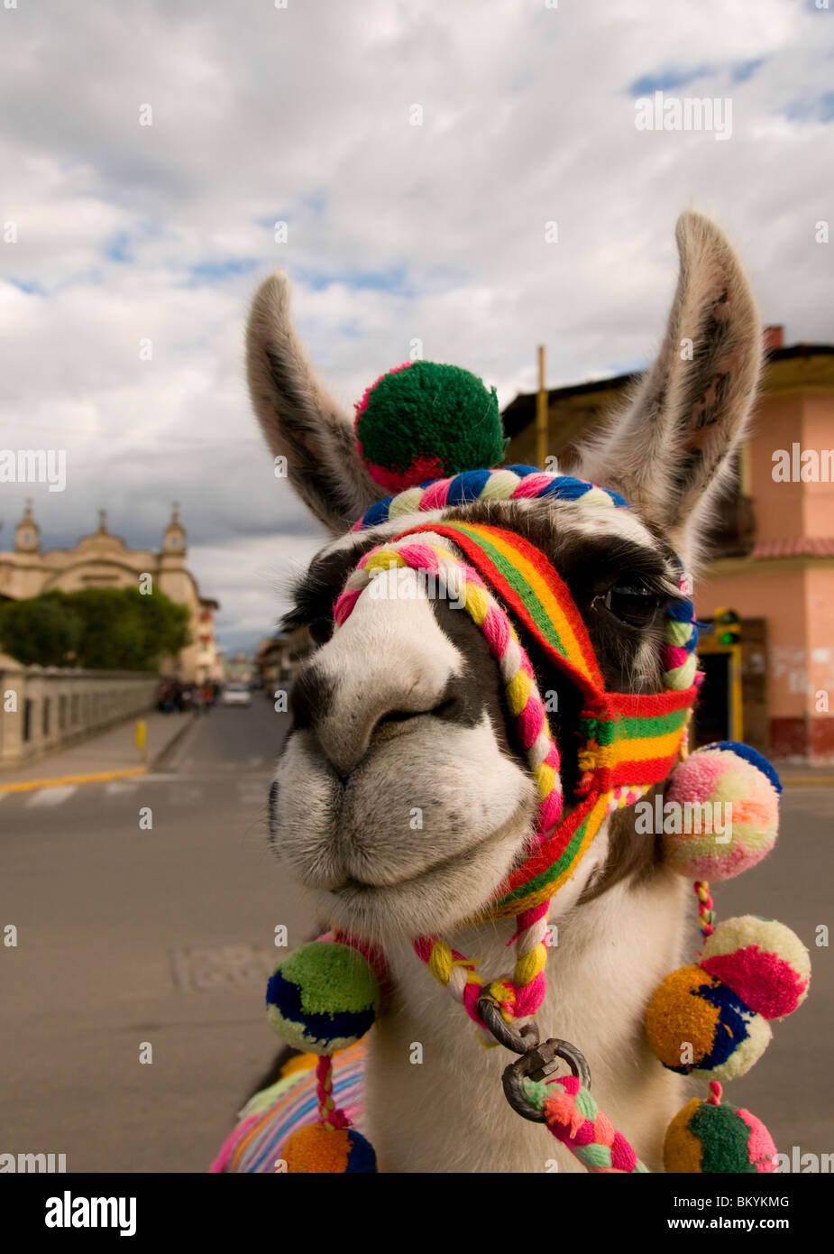 Bunte Lama in Cajamarca Stadt Peru Stockfoto
