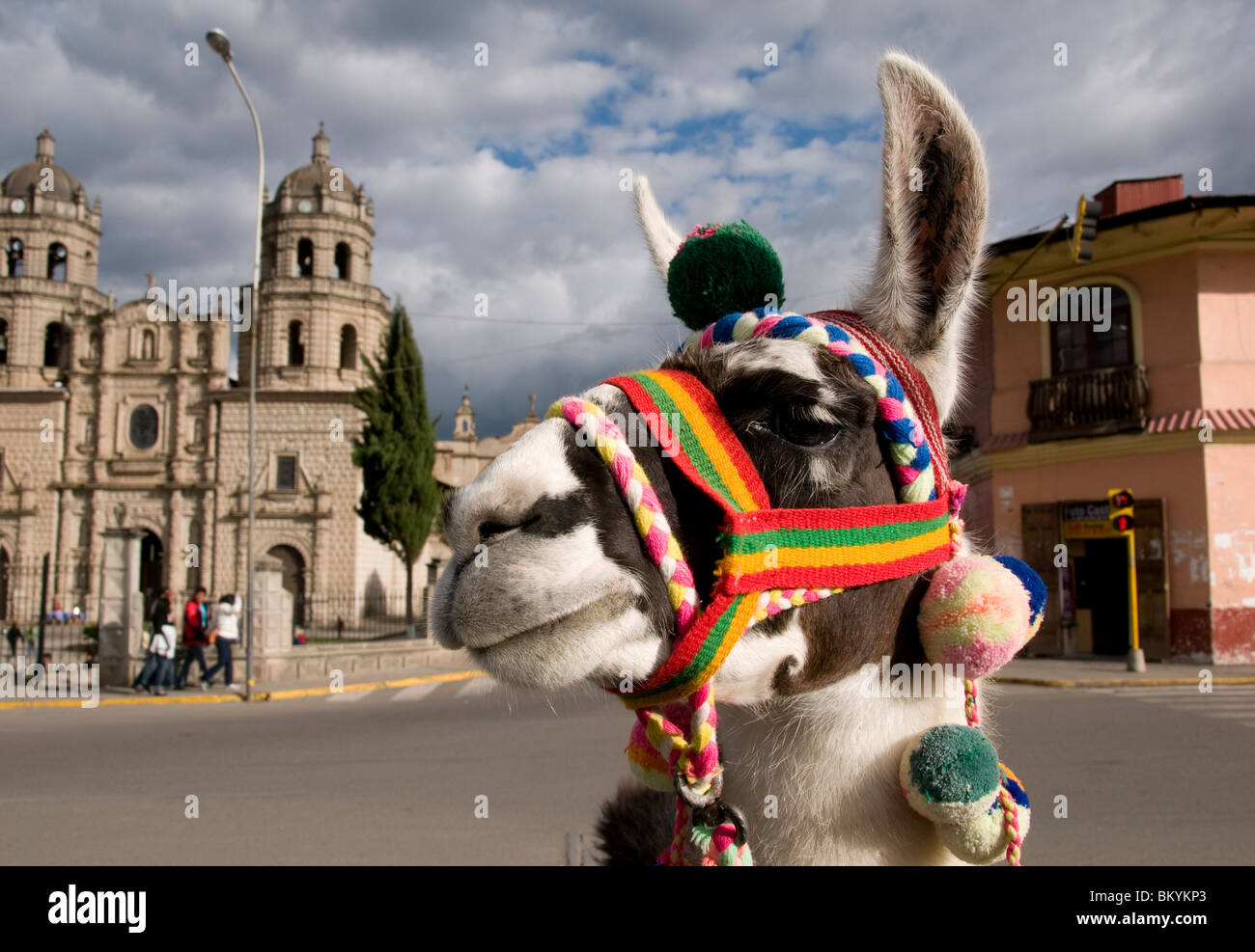 Bunte Lama in Plaza de Armas, Stadt Cajamarca Peru Stockfoto