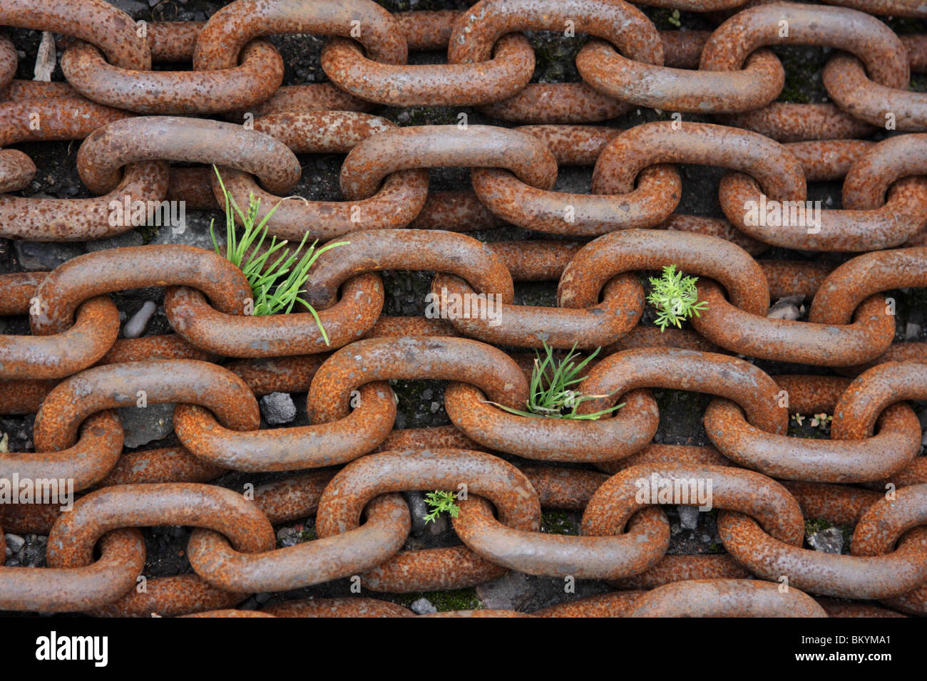 Rostige Ketten mit Unkraut durch sie auf dem Boden liegen gelassen. Stockfoto