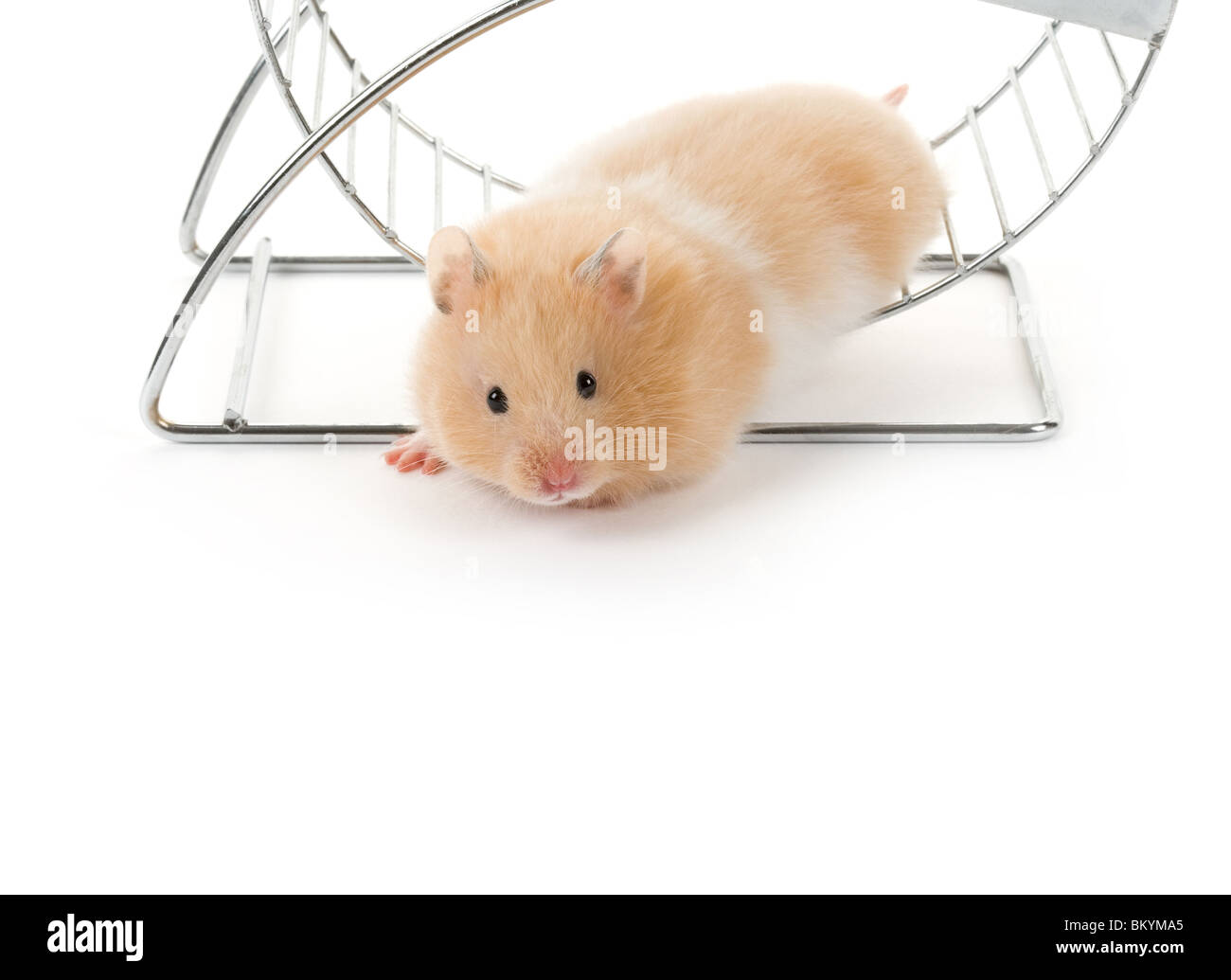Teddybär Hamster mit weißem Hintergrund Stockfoto