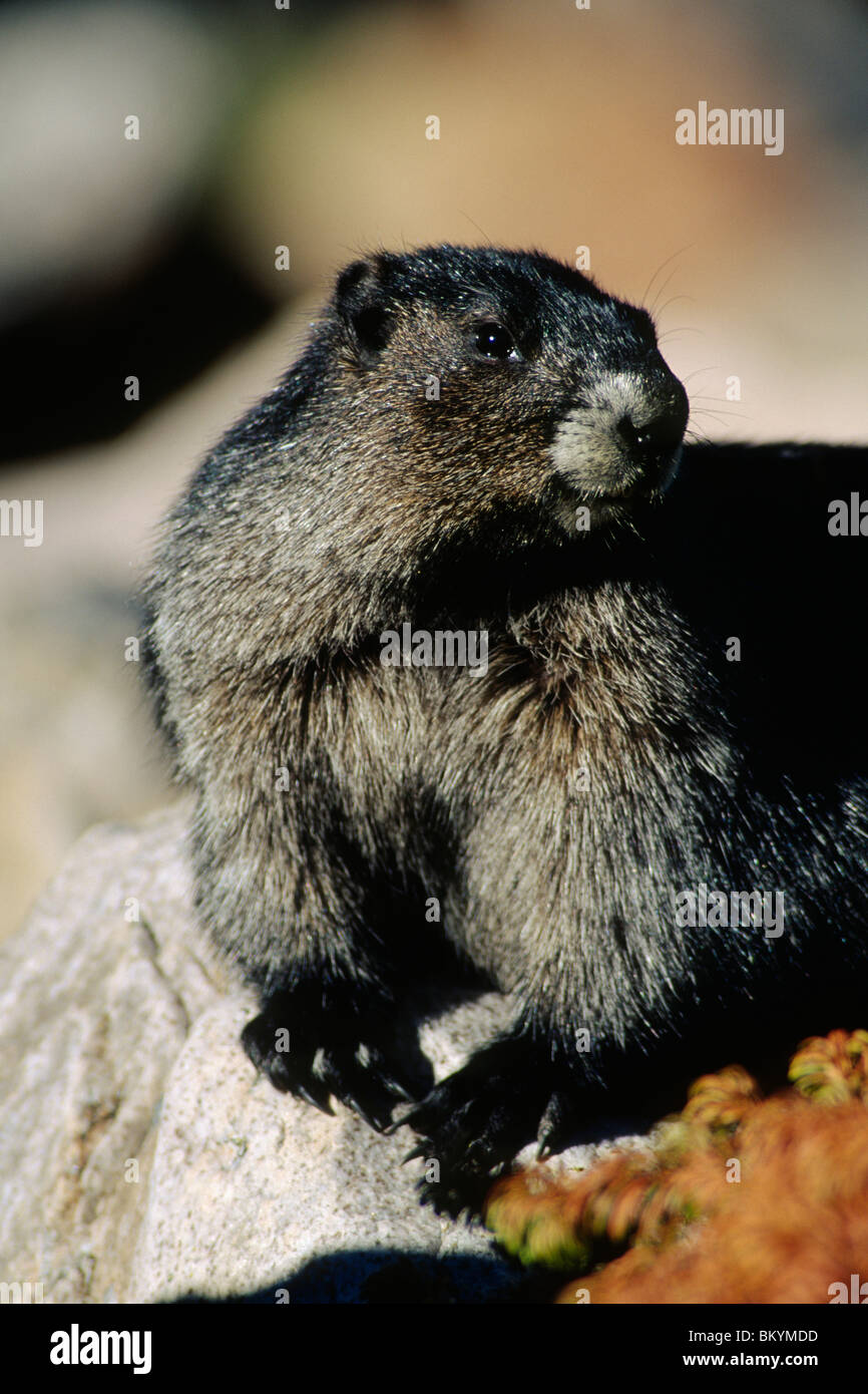 Hoary Murmeltier (Marmota Caligata) Stockfoto