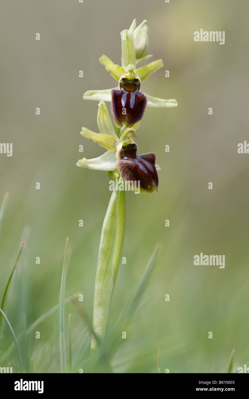 Frühe Spinne Orchideen (Ophrys Sphegodes) wild wächst. Dorset, UK. Stockfoto