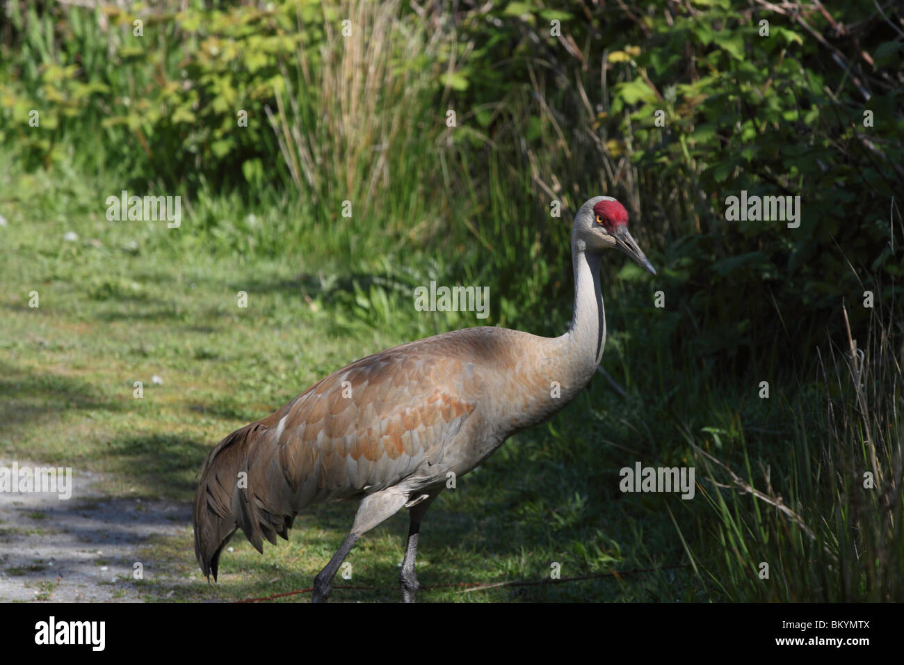 Männliche Sandhill Kran suchen hinter der Kamera, wie es einige lange Gras entlang einer Straße Fuß Stockfoto