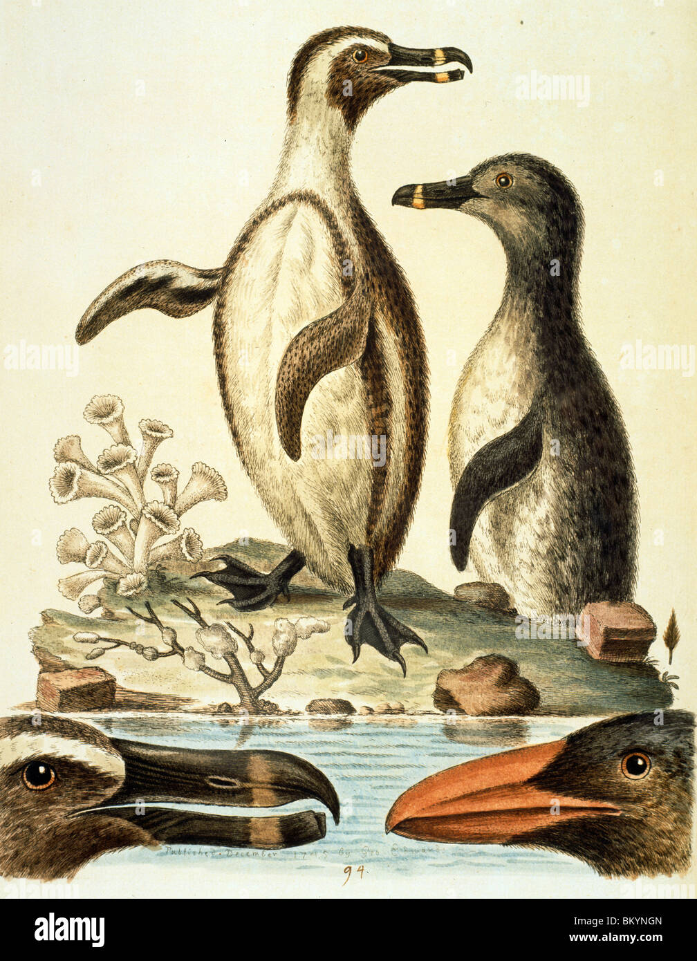 Die Pinguine von George Edwards (ca. 1694-ca.1773), Chicago, Newberry Library Stockfoto