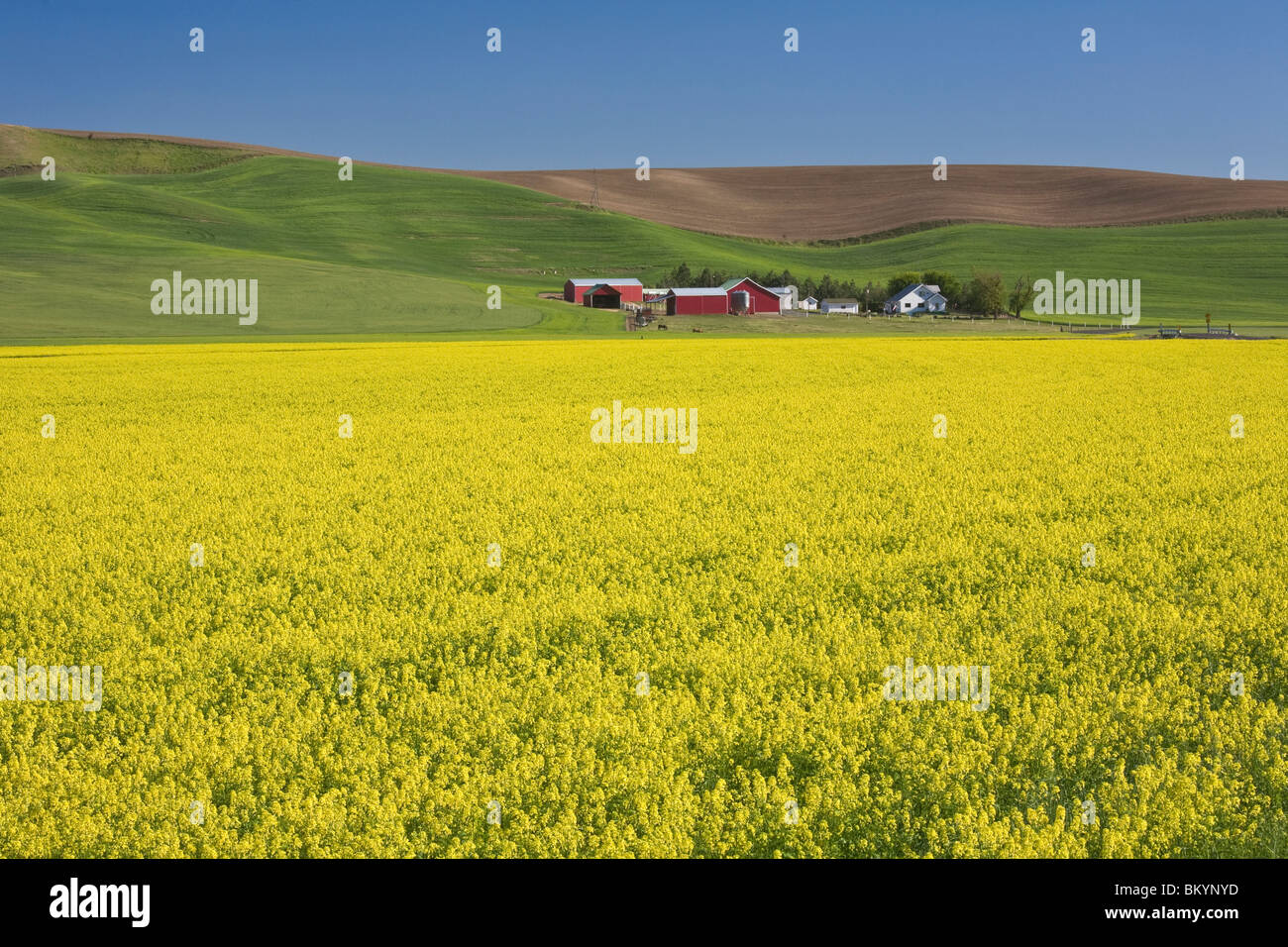 Whitman County, WA: Bereich der hellen gelben Senf blühen in der Palouse-Gegend in der Nähe von Dusty, WA Stockfoto