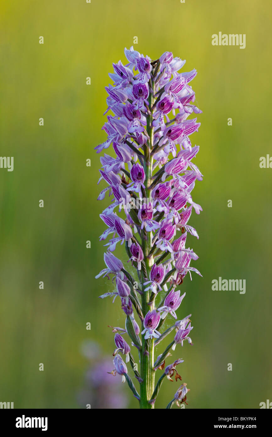 Helmknabenkraut Orchis, Militaris, Militär, Orchidee Stockfoto