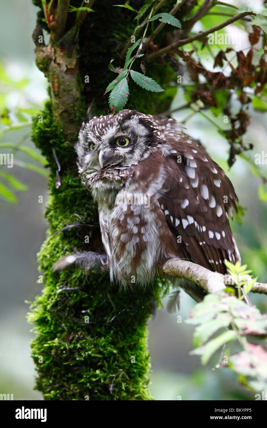 Rauhfußkauz Aegolius Funereus Rauhfußkauz Eule Stockfoto