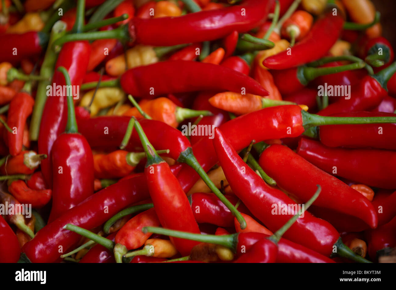 Rote Chilis Stockfoto