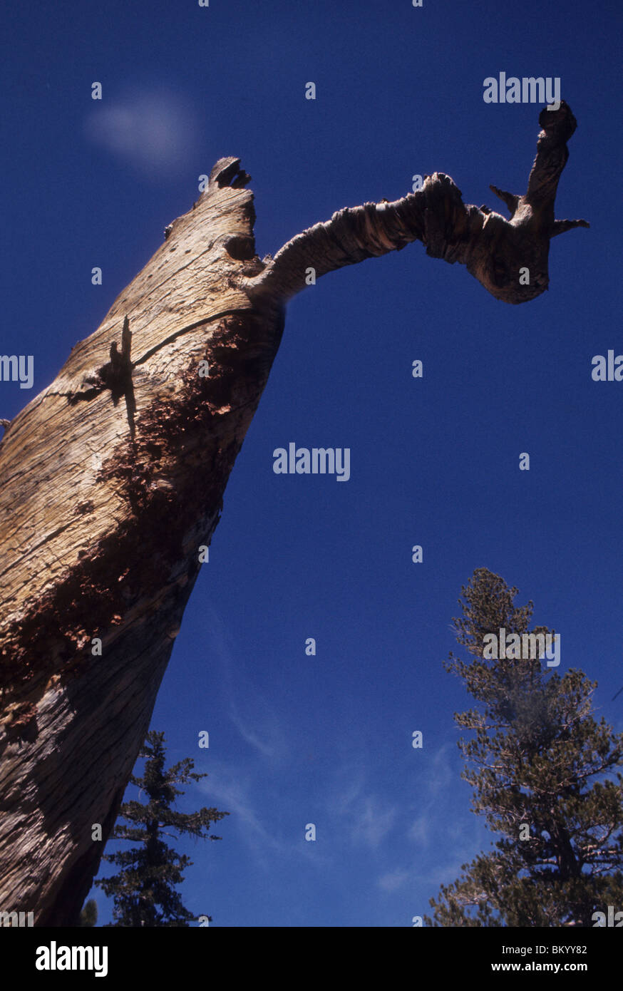 toter Baum vom Blitz getroffen verwitterte gegen tiefblauen Himmel Sierra Nevada, Kalifornien USA Stockfoto
