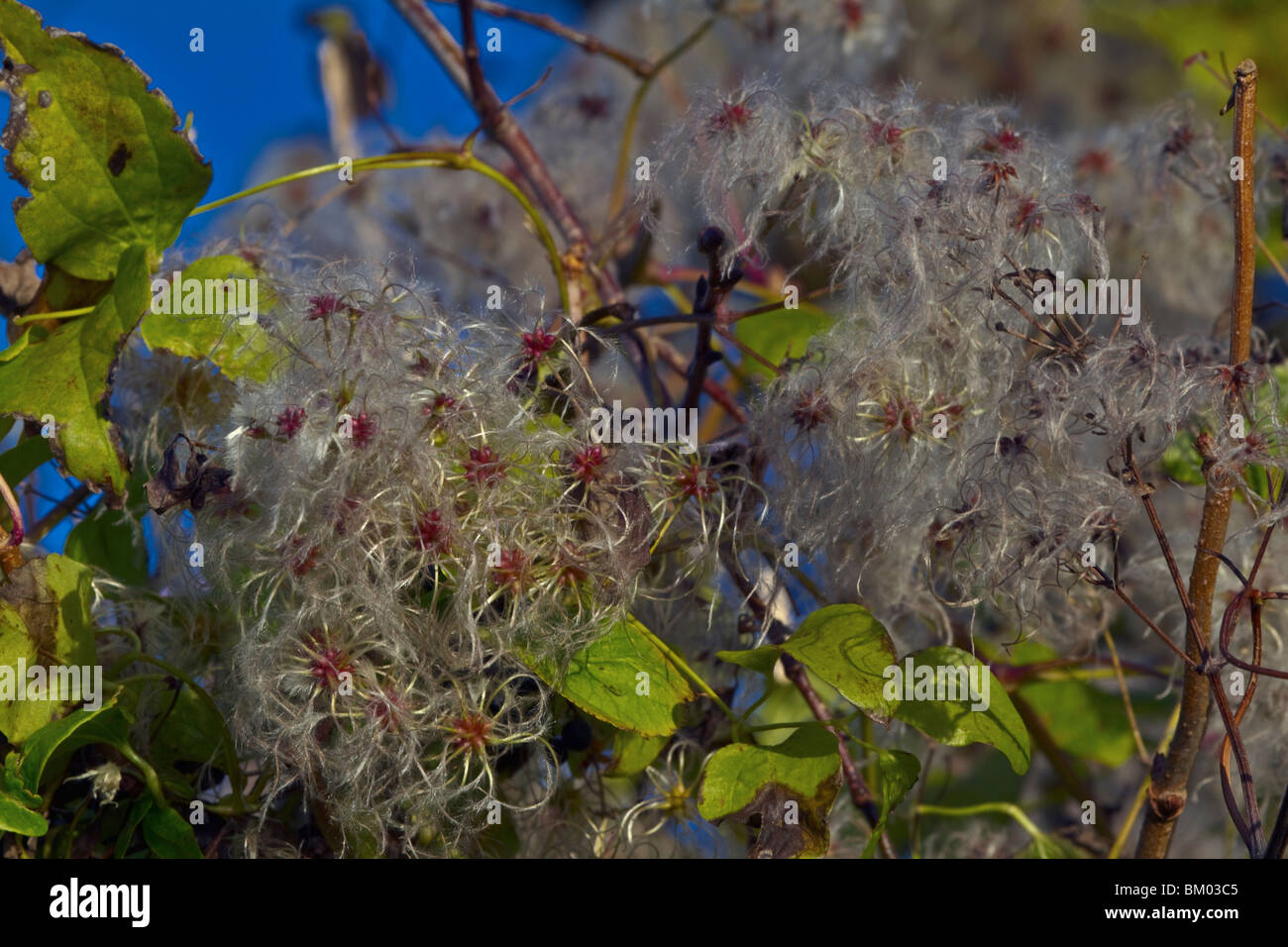 Holunderbeeren mit parasitären Pflanzen Stockfoto