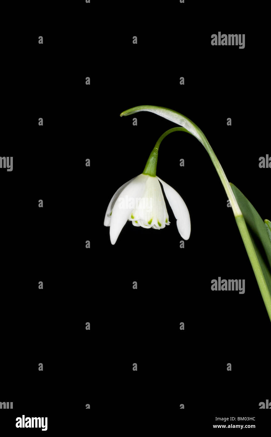 Einzelne weiße Blume von Galanthus Stockfoto
