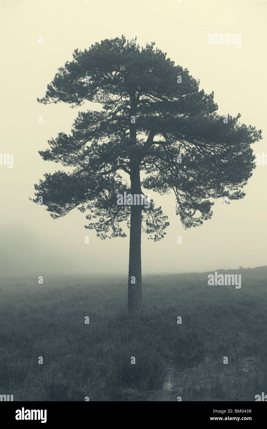 Baum im Nebel im Morgengrauen, New Forest, Hampshire, UK Stockfoto
