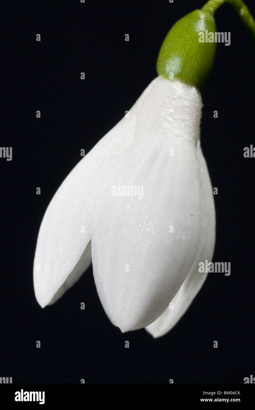 Einzelne weiße Blume von Galanthus rizehensis Stockfoto