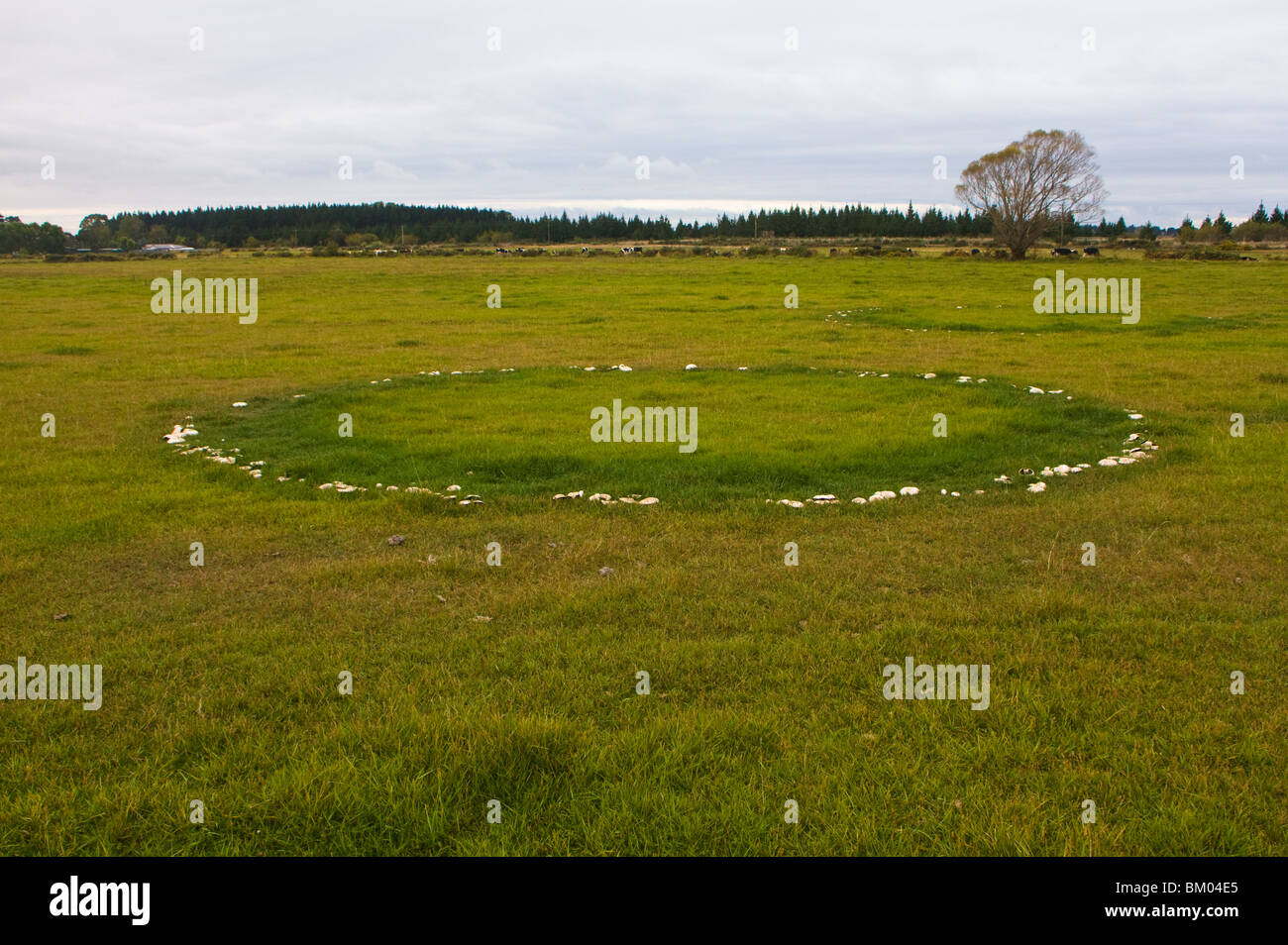 Feenring der Pferdepilze (Agaricus arvensis). Stark gewürzt, aber sehr essbar und oft riesig. Stockfoto