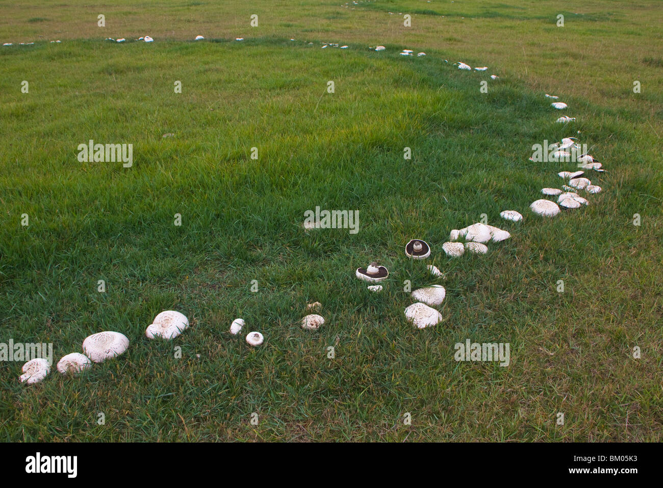 Feenring der Pferdepilze (Agaricus arvensis). Stark gewürzt, aber sehr essbar und oft riesig. Stockfoto