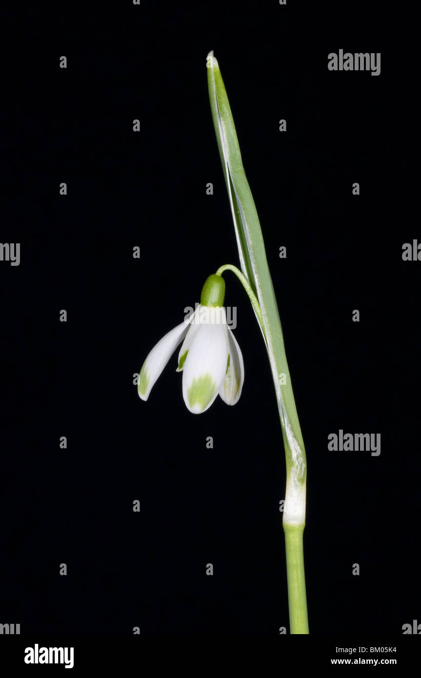 Einzelne weiße Blume von Galanthus Nivalis Scharlockii Stockfoto