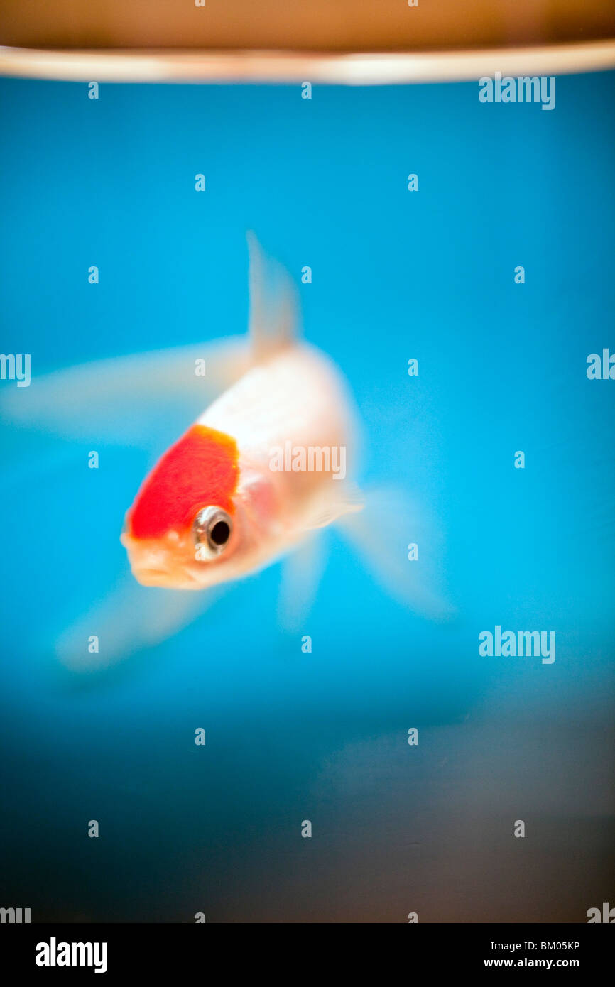 Fischen Sie in einem Goldfischglas, Vannes, Frankreich Stockfoto