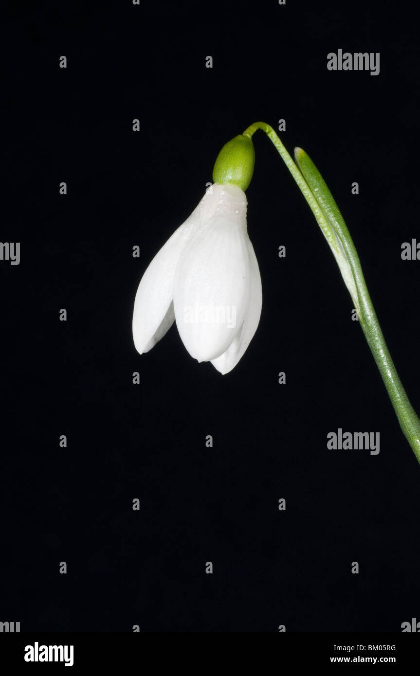 Einzelne weiße Blume von Galanthus rizehensis Stockfoto