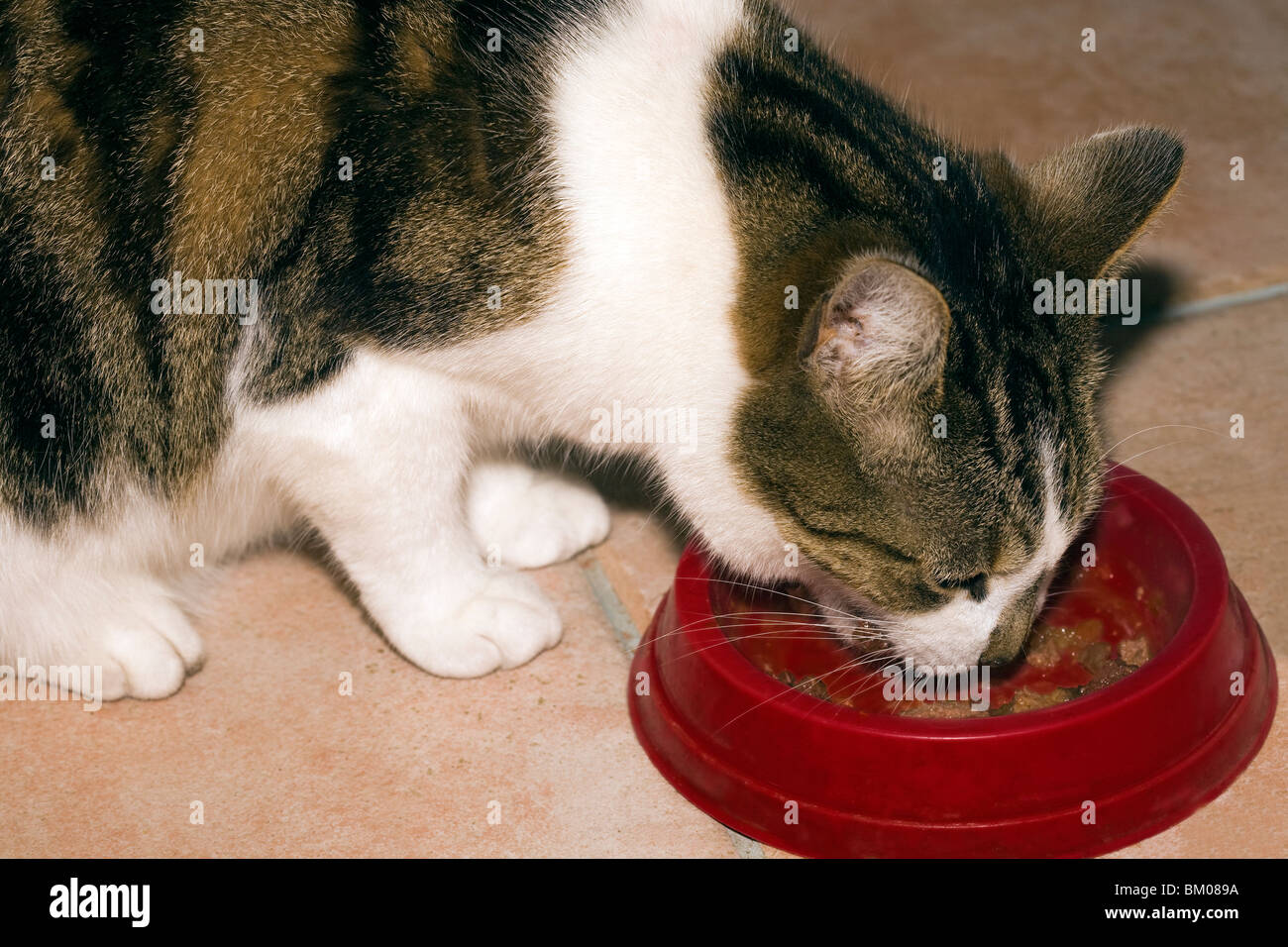 Katze essen Stockfoto