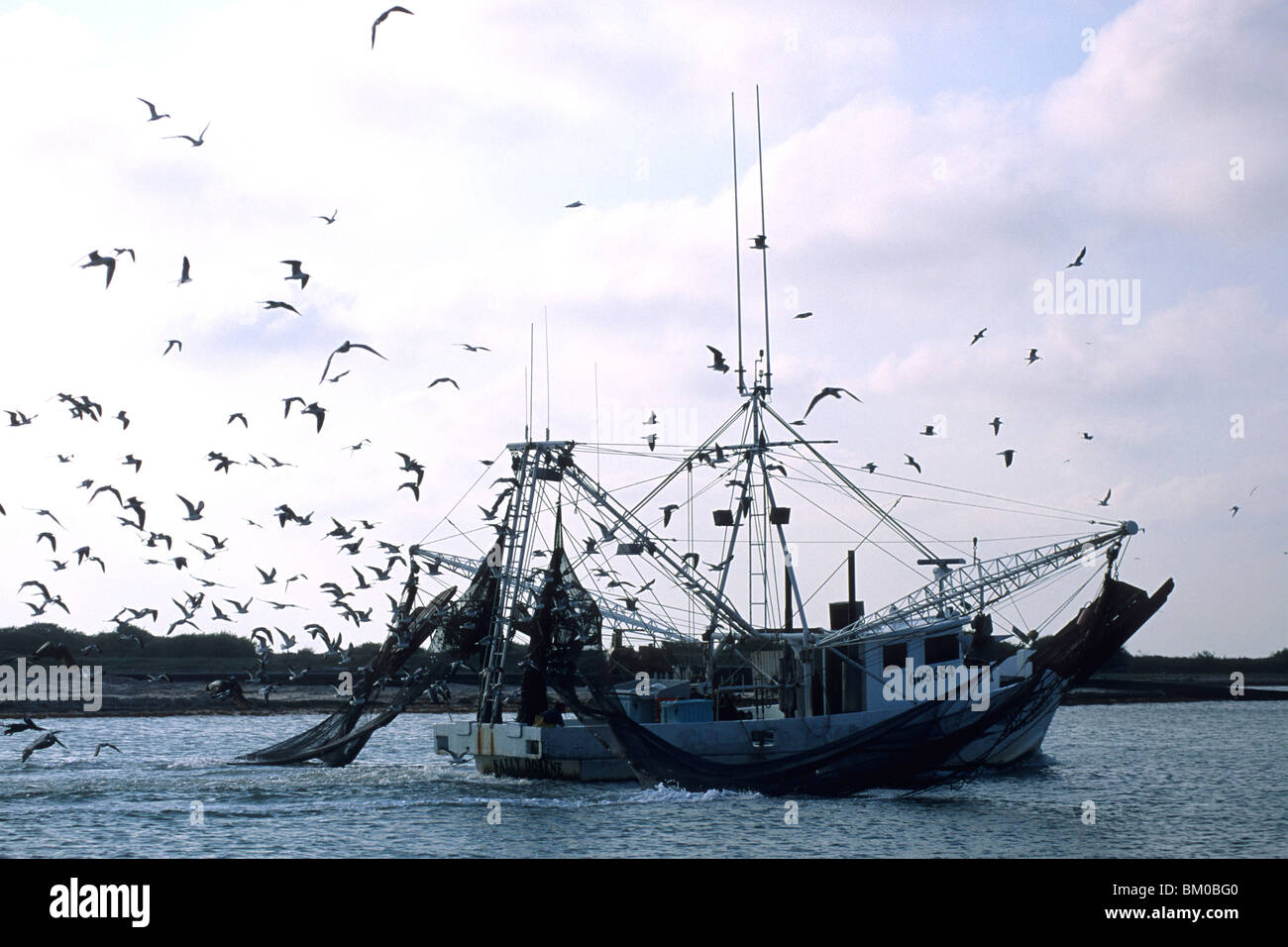 Möwen begleiten Garnelen Trawler, Matagorda Beach, Texas, USA Stockfoto