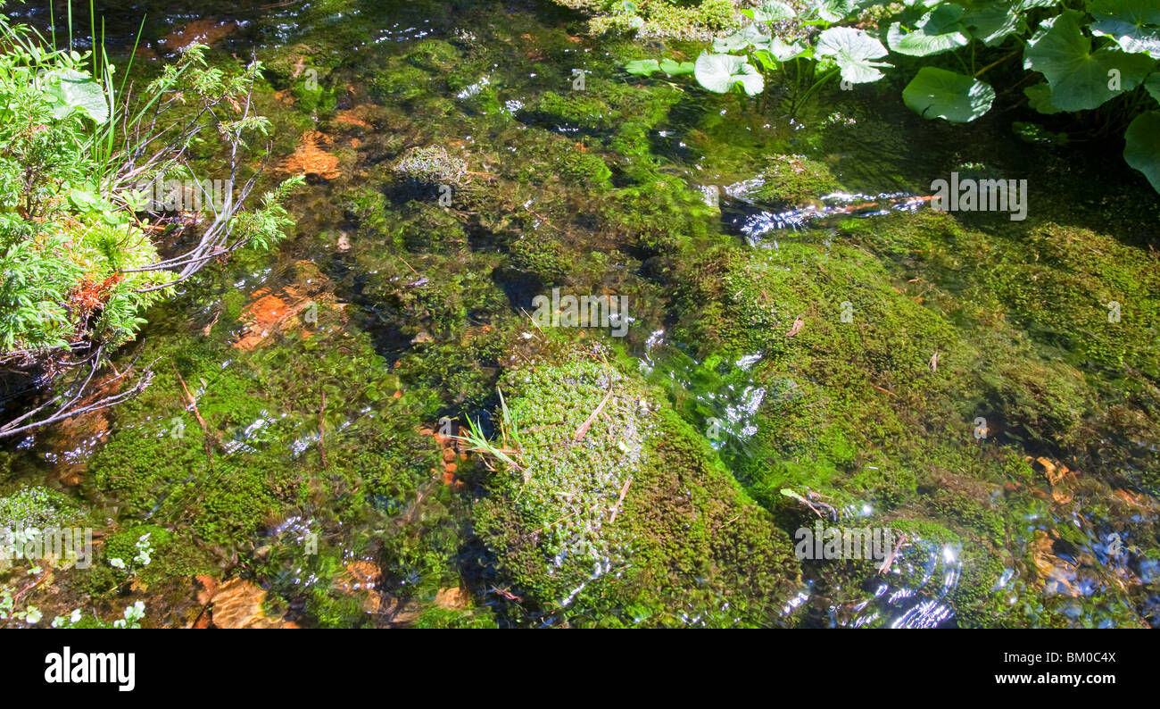 Sommer-Stream mit Moos bedeckt Steinen unten im Wald Stockfoto