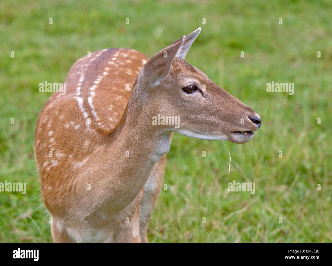 Damhirsch (Dama Dama) Stockfoto