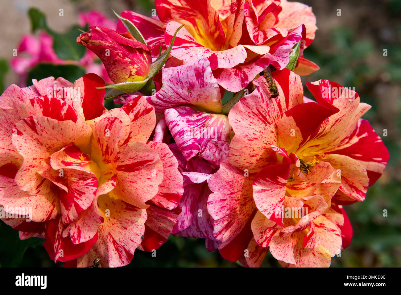 Europa Rosarium in Sangerhausen, die größte Sammlung von Rosen in der Welt,  Sachsen-Anhalt, Deutschland, Europa Stockfotografie - Alamy