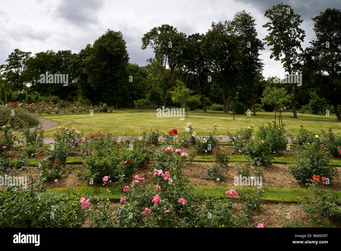 Europa Rosarium in Sangerhausen, die größte Sammlung von Rosen in der Welt, Sachsen-Anhalt, Deutschland, Europa Stockfoto