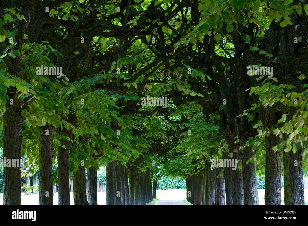 Schlossgarten Augustusburg Palace, Brühl, Nordrhein Westfalen, Deutschland, Europa, UNESCO Weltkulturerbe Stockfoto