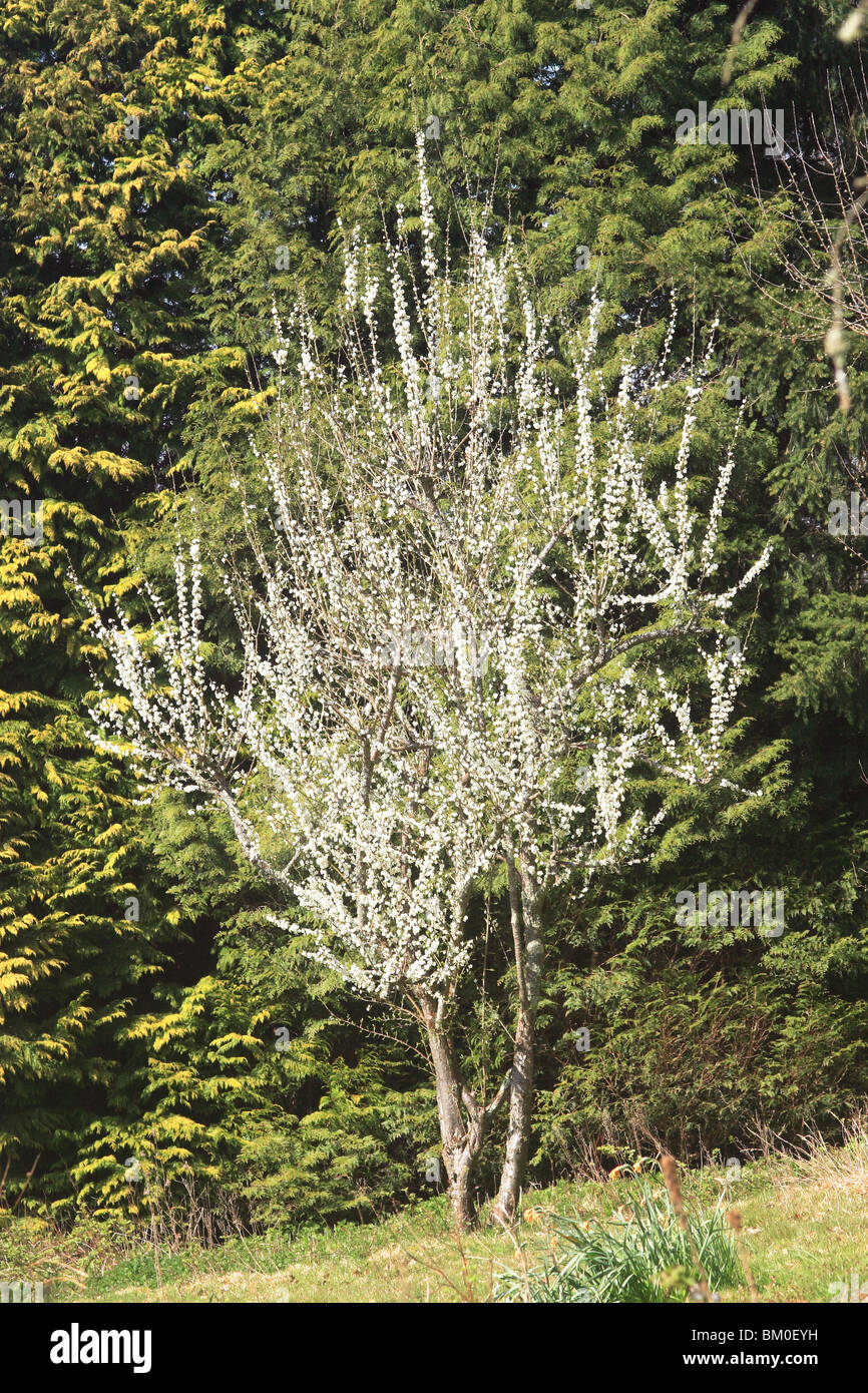 Pflaume-Baum in voller Blüte (Prunus X domestica) Stockfoto