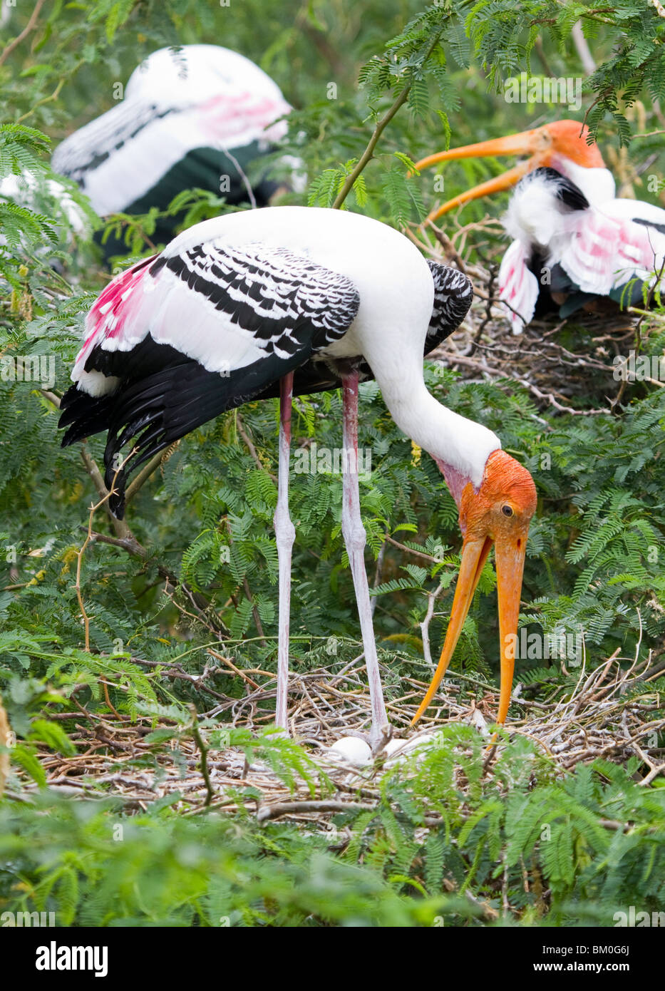 Indische Vögel Stockfoto