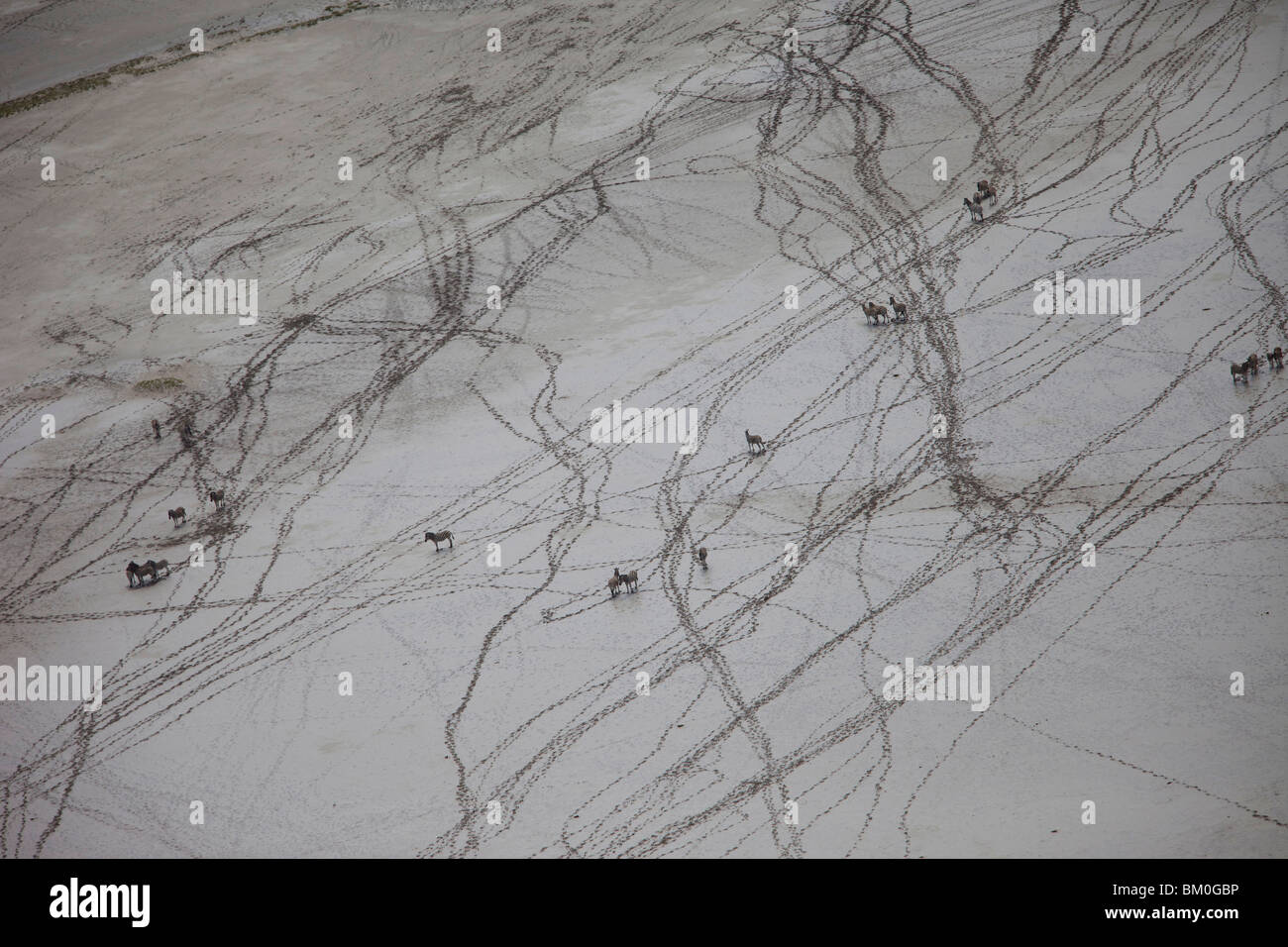 Luftaufnahme von Zebra Fußspuren auf Makgadikgadi Pan, Botswana Stockfoto