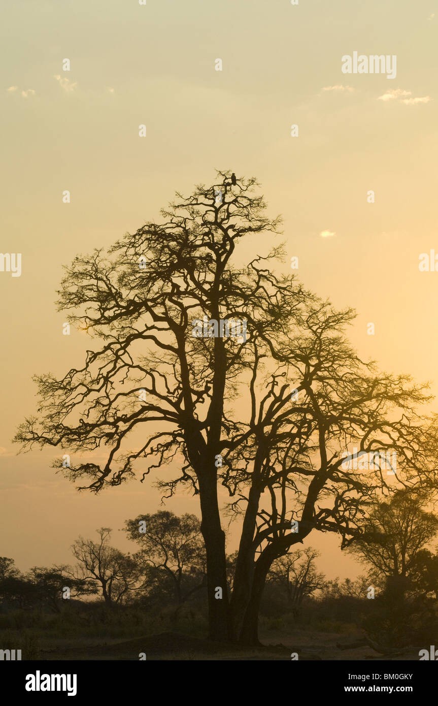 Makwa Pan, Hwange National Park, Provinz Matabeleland North, Simbabwe Stockfoto