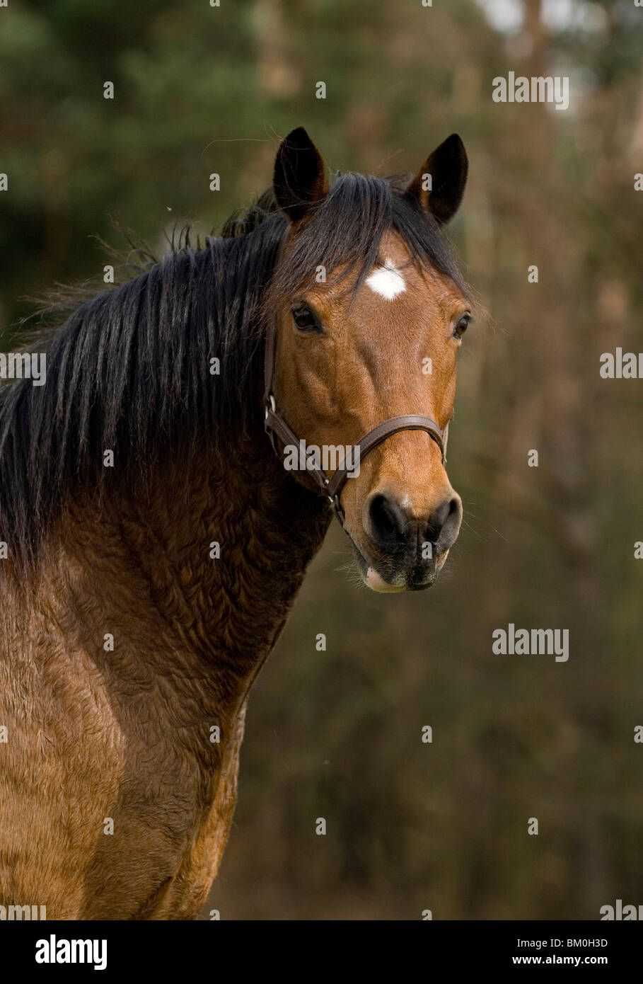Pony-Porträt Stockfoto