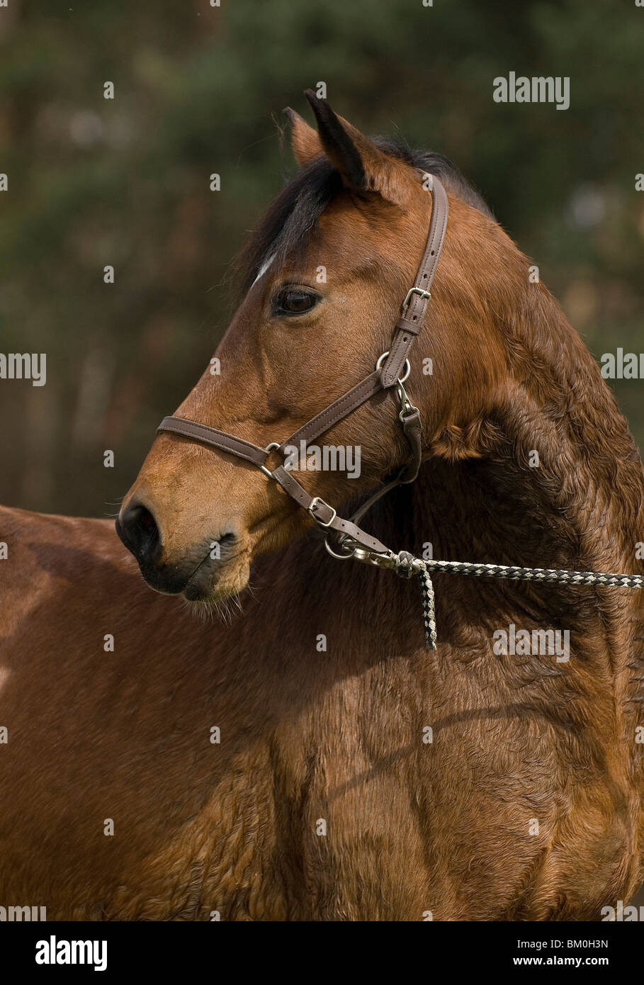 Pony-Porträt Stockfoto