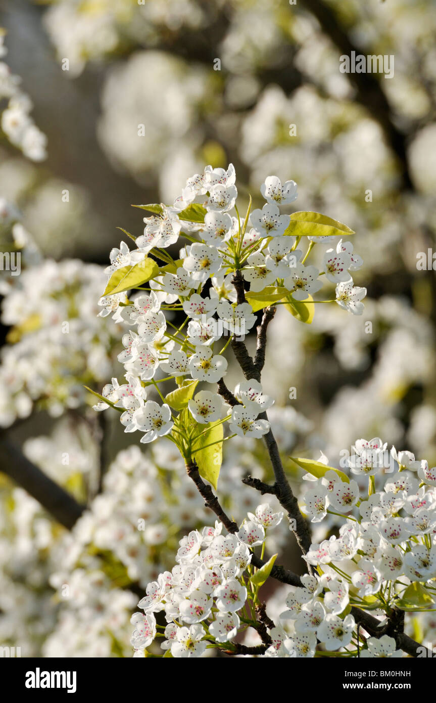 Callery Birne (Pyrus calleryana) Stockfoto