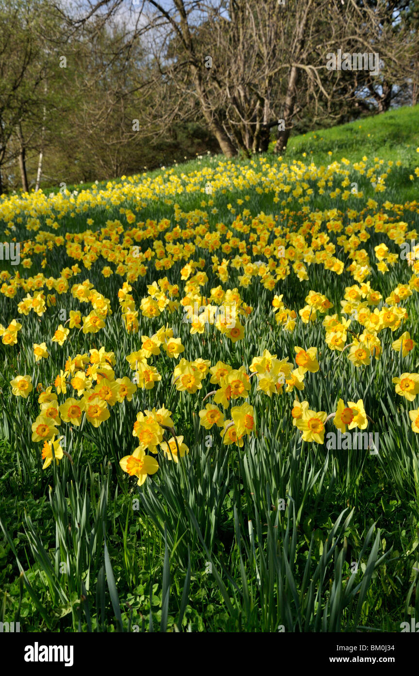 Wilden Narzissen (Narcissus pseudonarcissus) Stockfoto