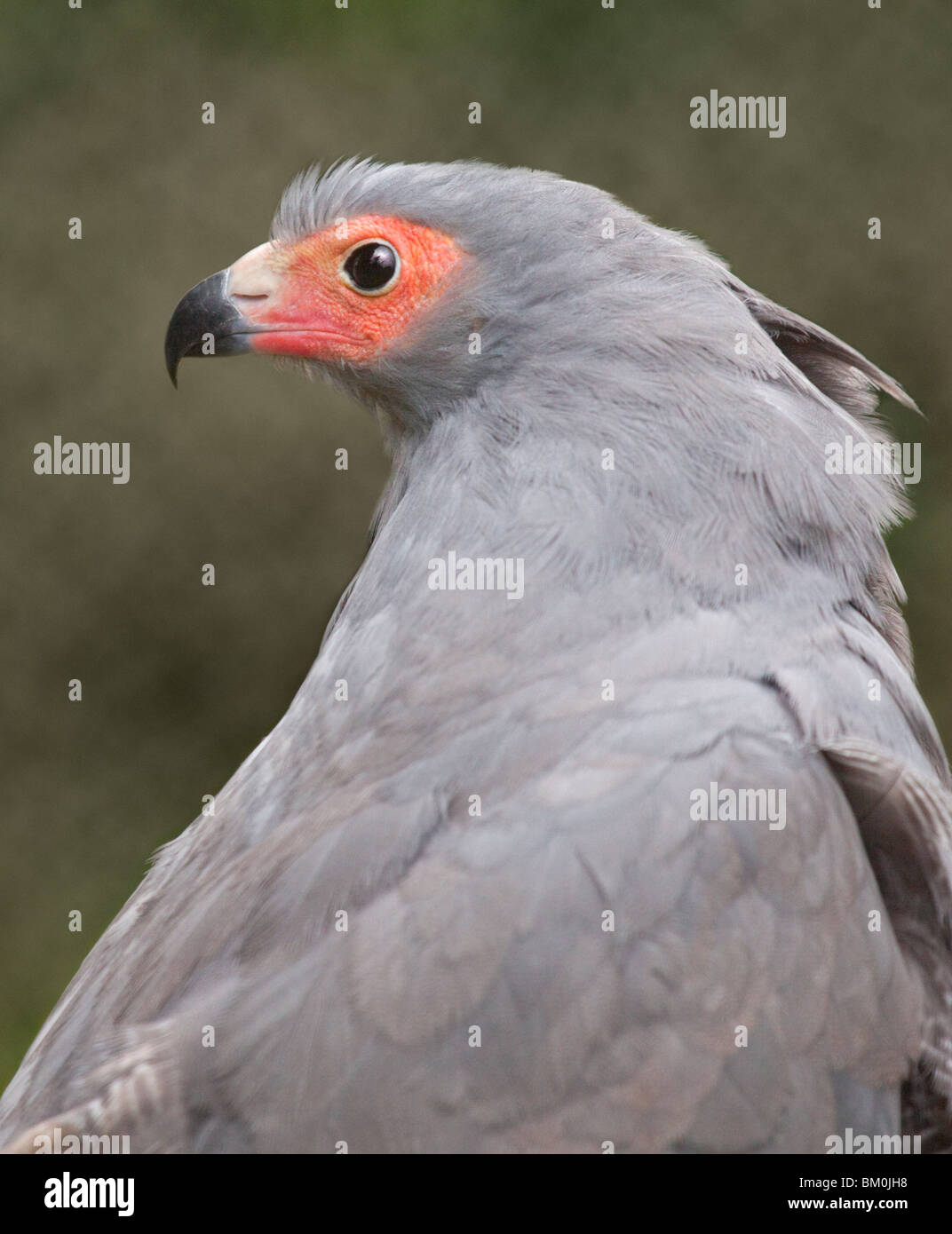 Afrikanische Harrier Hawk / Gymnogene (Polyboroides Typus) Stockfoto