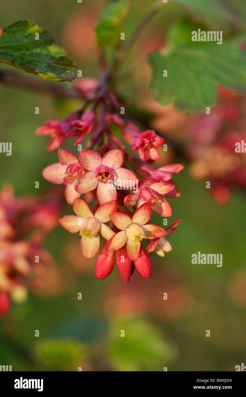 Johannisbeeren (Ribes x gordonianum) Stockfoto