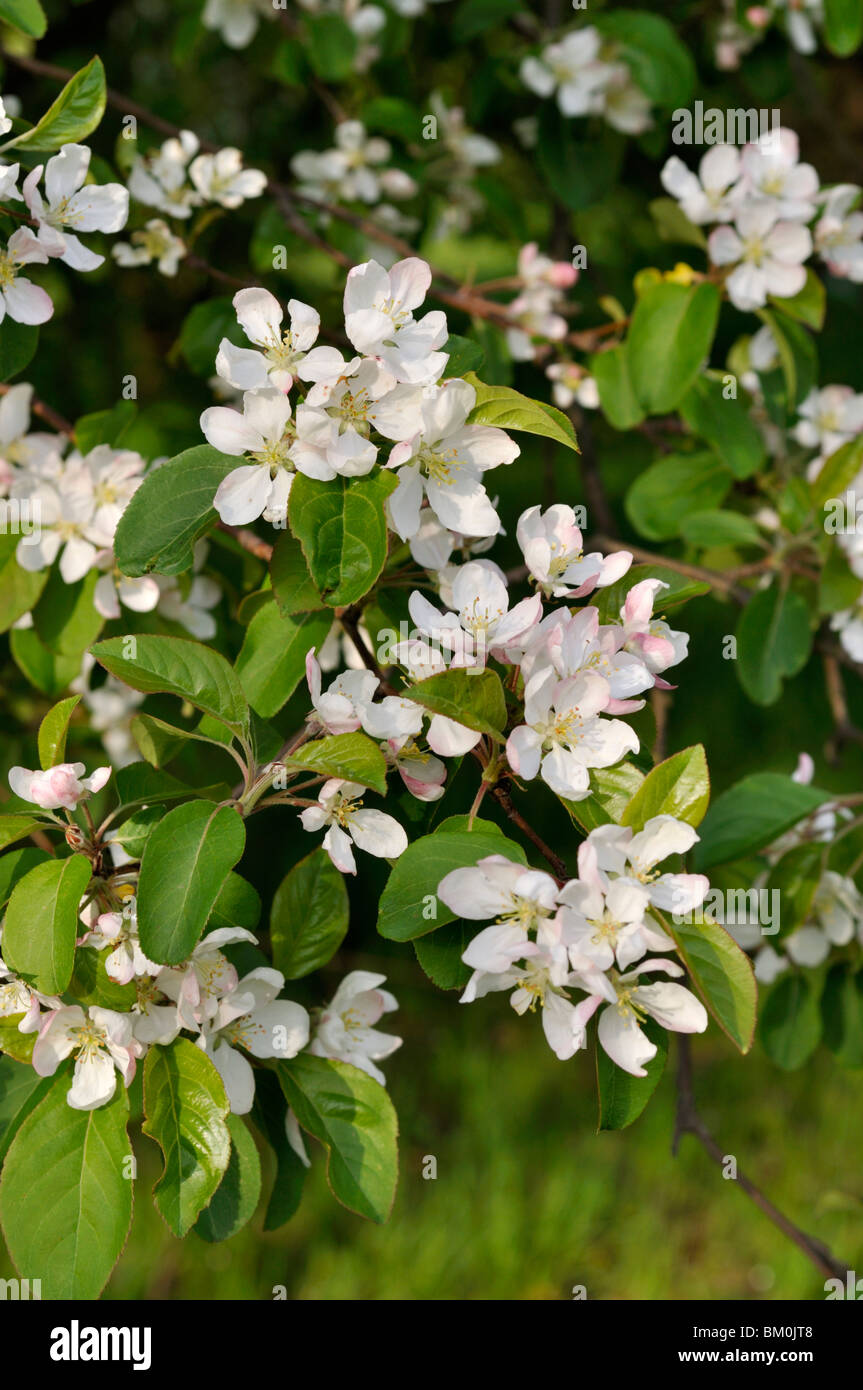 Sibirischer Holzapfel (Malus Baccata var. sogar) Stockfoto