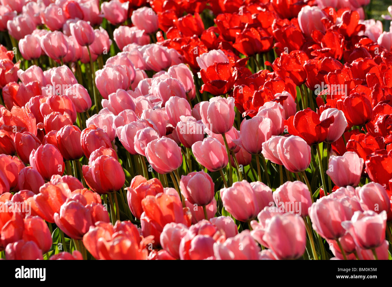 Darwin Tulpe (tulipa Tulipa rosa Lachs Eindruck, Eindruck und Tulipa rot Eindruck) Stockfoto