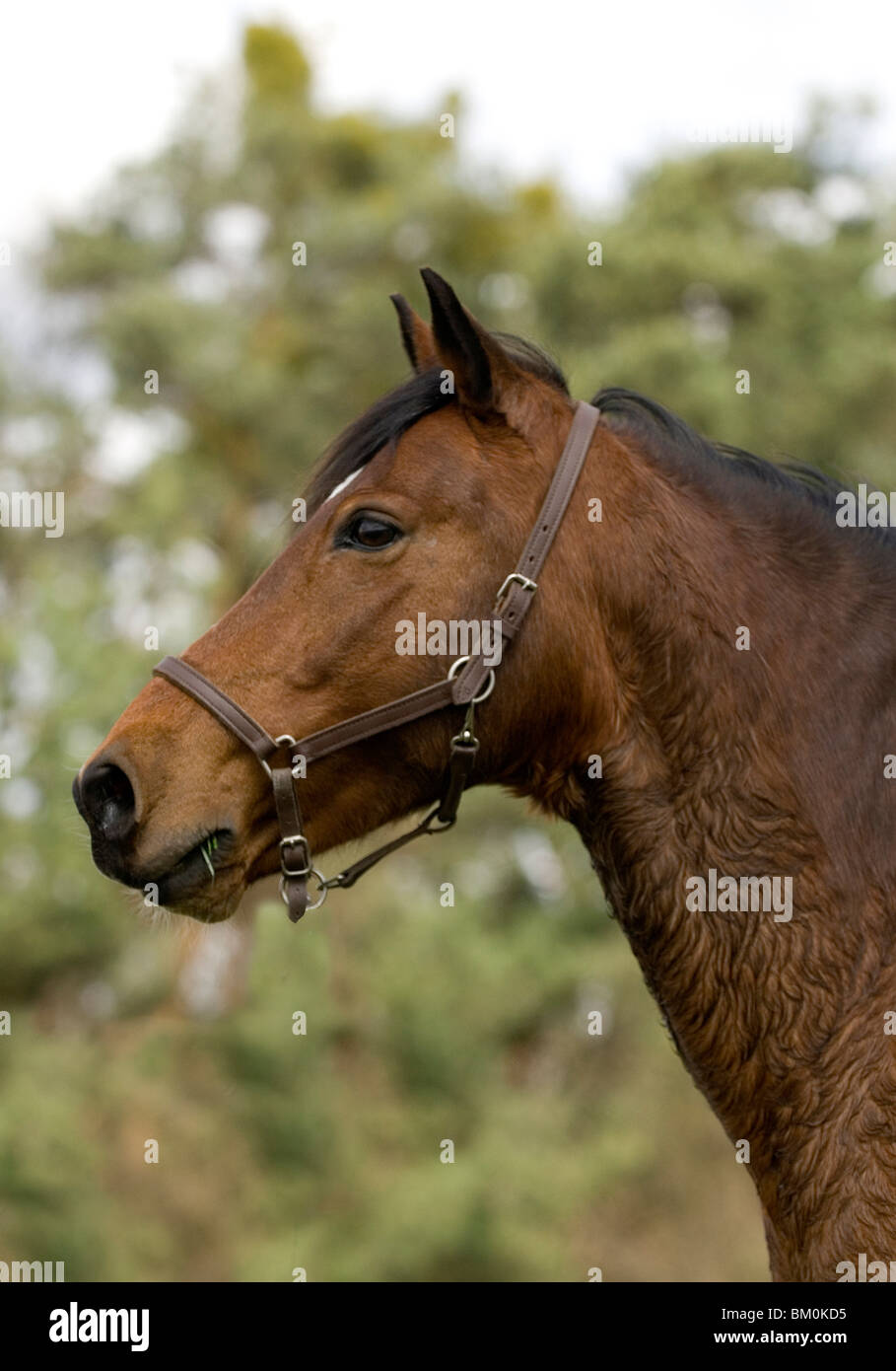 Pony-Porträt Stockfoto