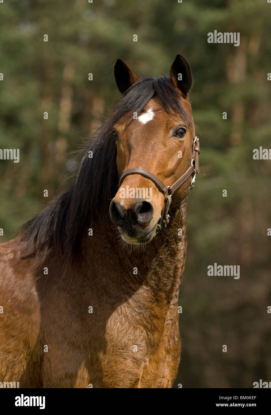 Pony-Porträt Stockfoto