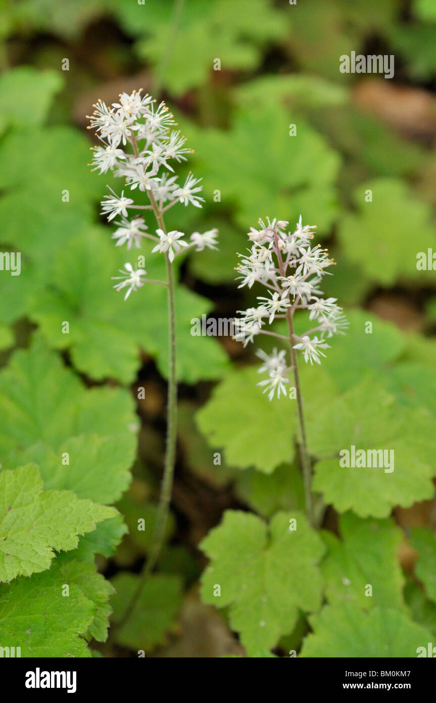 Threeleaf foamflower (tiarella cordifolia) Stockfoto