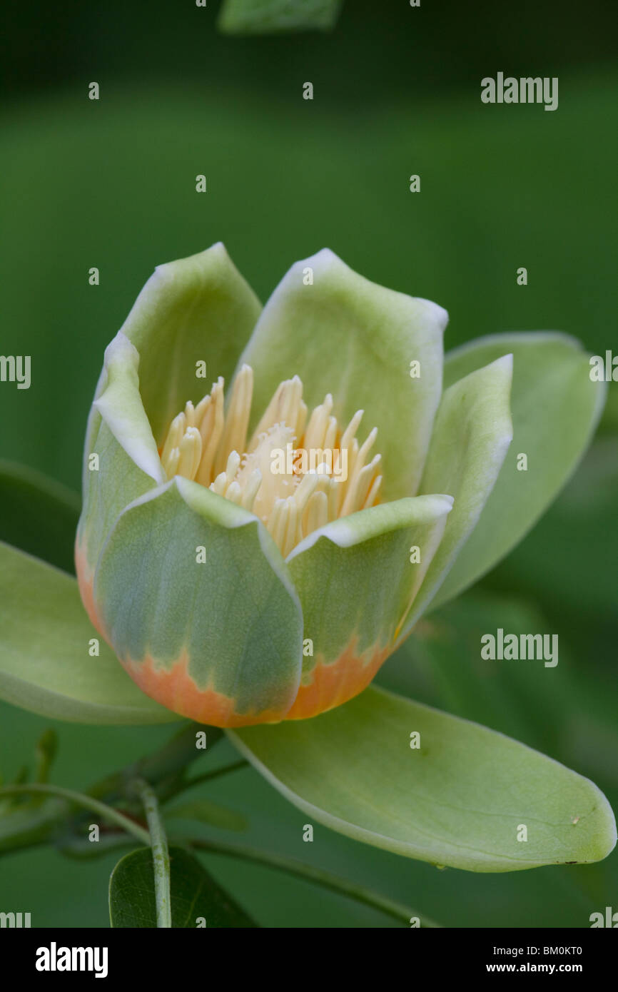Blume des Tulpenbaums aus der Nähe Stockfoto