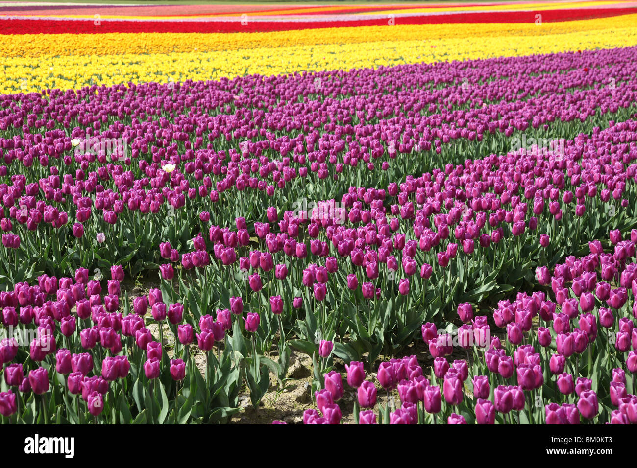 Bunte Blüte Tulip für Hintergrund Stockfoto