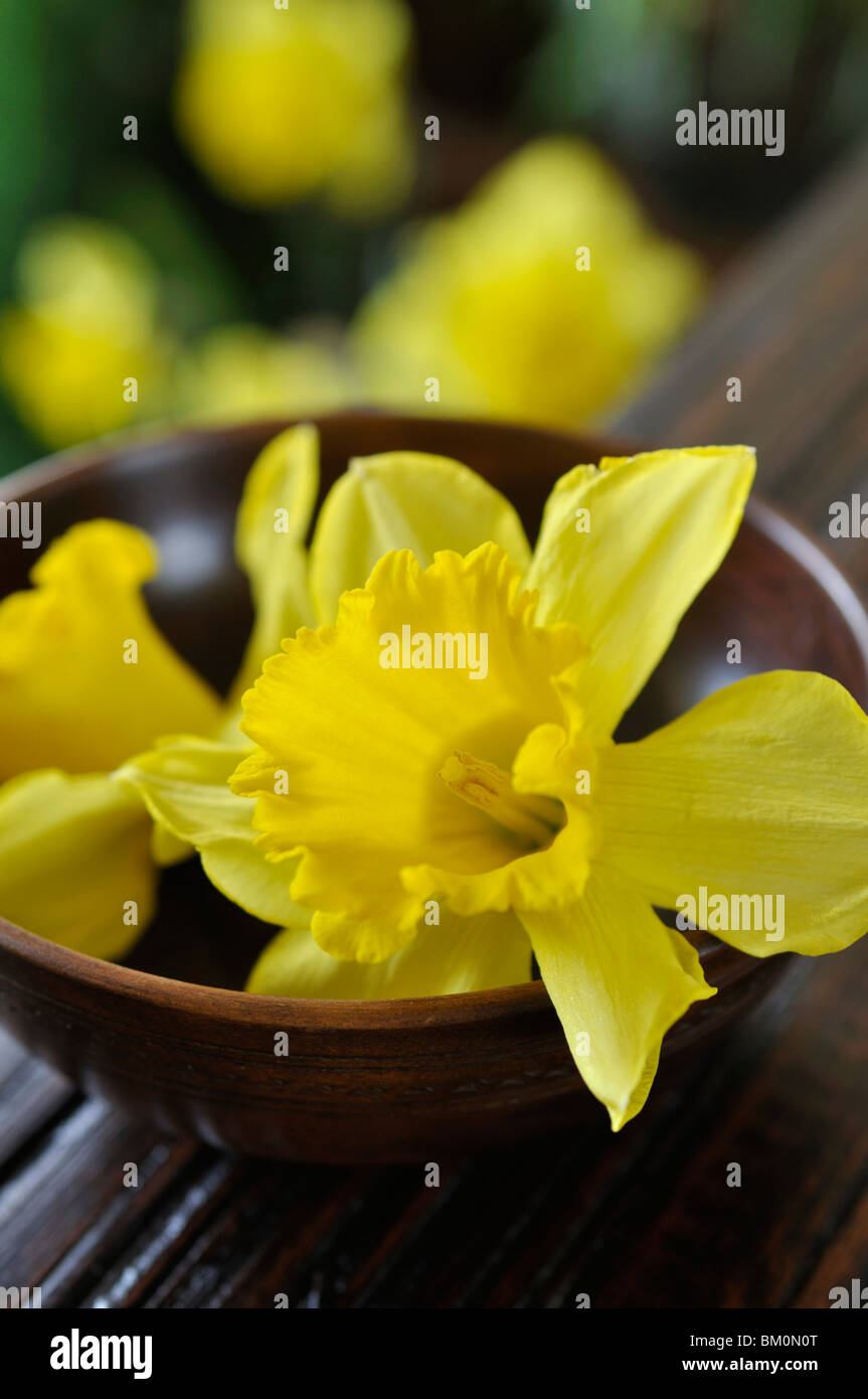 Wilden Narzisse (Narcissus pseudonarcissus) Stockfoto