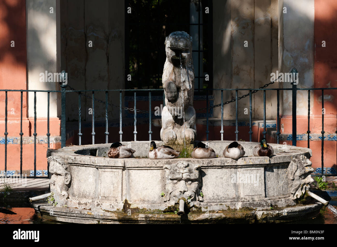 Fünf Enten Stockfoto